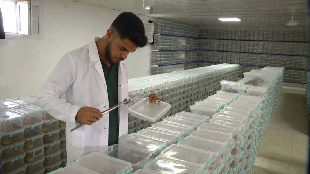 Çiftlikte üretip dünyanın dört bir yanına satıyor! Sadece 1 gramı bile küçük bir servet değerinde 4